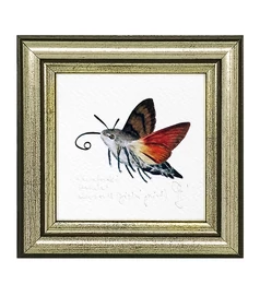 Kacsafarkú szender - keretezett giclée művészi mininyomat