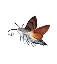 Kacsafarkú szender - giclée művészi nyomat