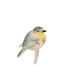 Vörösbegy - giclée művészi nyomat