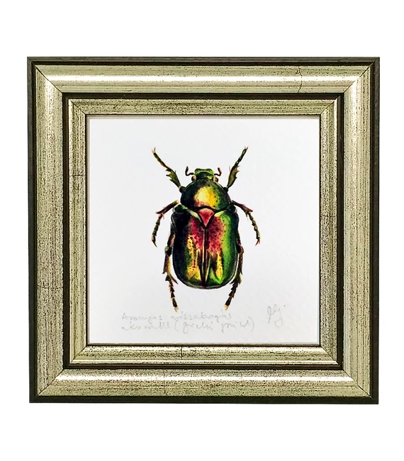 Aranyos rózsabogár - keretezett giclée művészi mininyomat