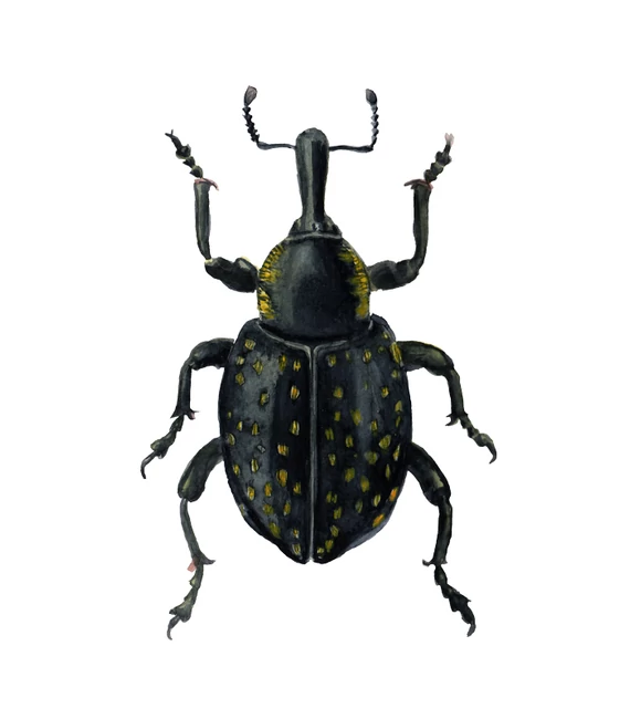 Acsalapu ormányos - giclée művészi nyomat